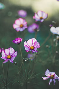Purple Flower thumbnail