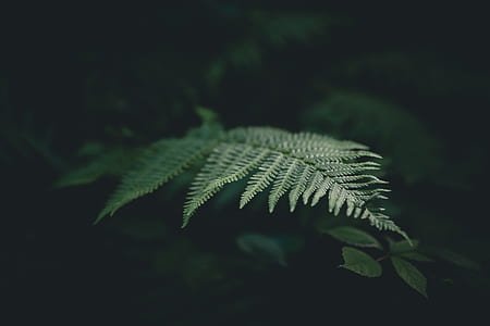 green Boston fern plant thumbnail