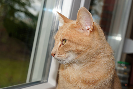 orange tabby cat sitting beside window thumbnail