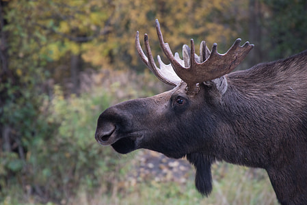 close-up photography of moose thumbnail