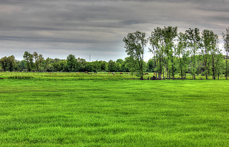 Landscape and livestock in the distance in Southern Wisconsin thumbnail