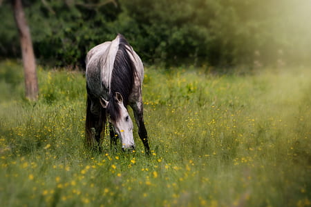 gray and black horse eating grasses thumbnail