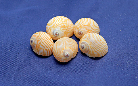 five brown seashells on blue surface thumbnail