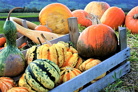 assorted pumpkins in brown wooden crate thumbnail