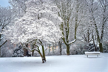 trees cover by snows thumbnail
