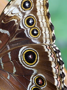 macro shot photography of butterfly thumbnail