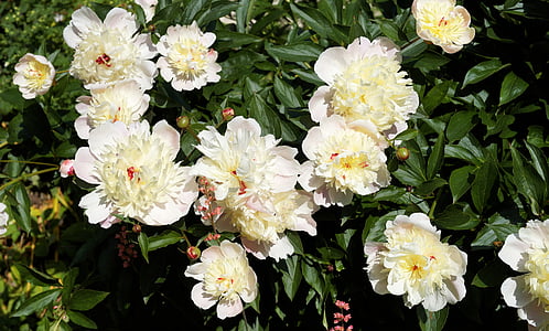 white peony flowers in bloom at daytime thumbnail