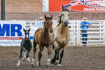 3 Horse Racing on Field thumbnail