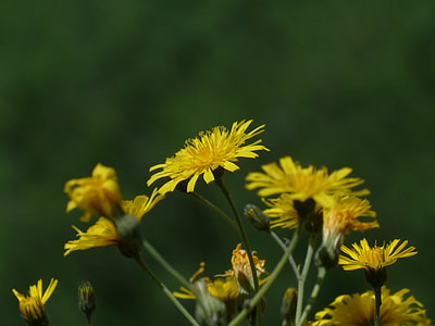 Meadows Dubius, Tragopogon Pratensis thumbnail