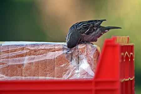 bird eating bread thumbnail