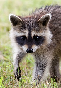 selective focus photography of gray raccoon on green grass thumbnail