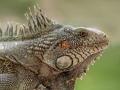 closeup photo of iguana thumbnail