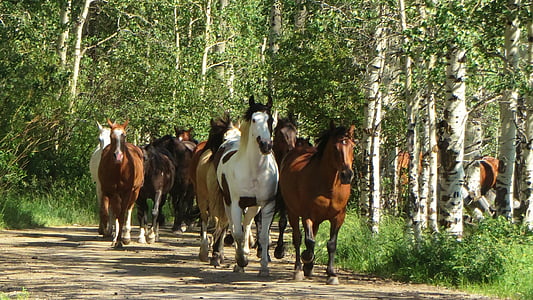 herd of horses running on forest thumbnail