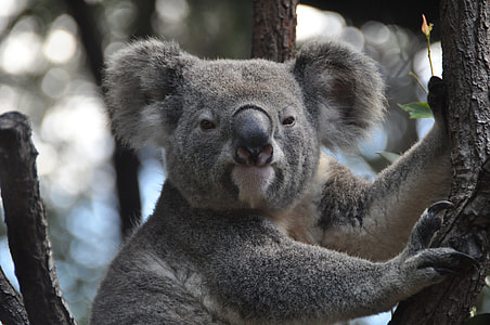 close up photography of koala bear on tree thumbnail