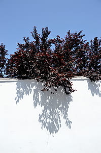 brown leaf tree over white painted wall thumbnail