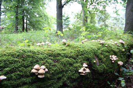 close up photo of mushrooms in trees thumbnail