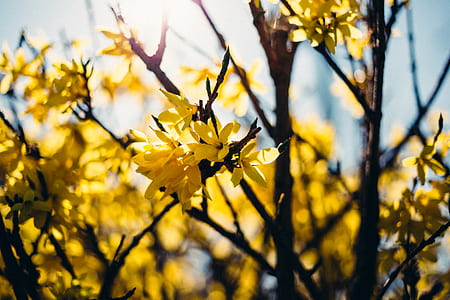 nature, sky, sunny, flowers thumbnail