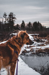 dog standing beside body of water near trees thumbnail