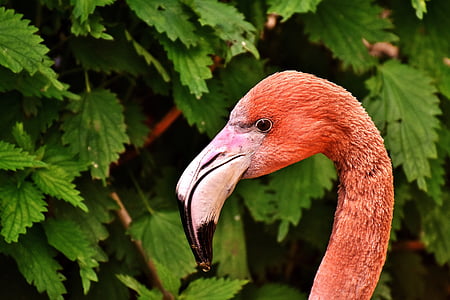 red flamingo thumbnail