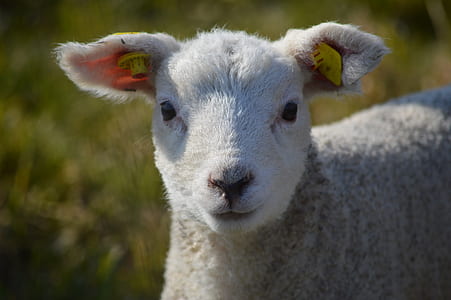 white sheep thumbnail