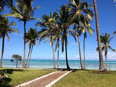 palm trees on beach thumbnail