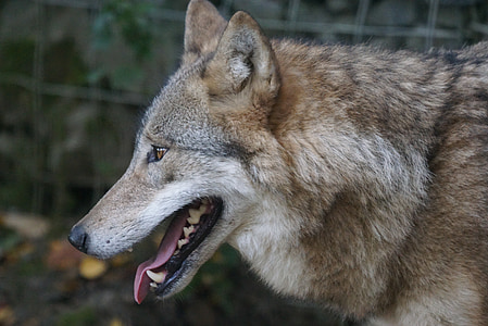 selective focus photography of brown wolf thumbnail