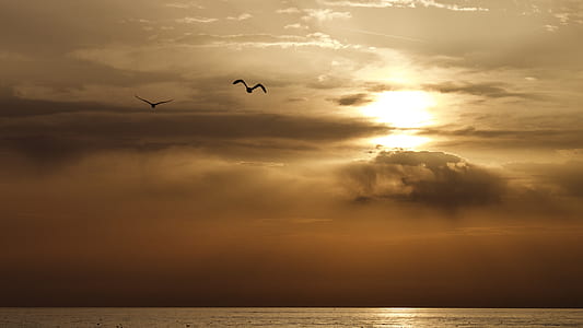 two flying birds above sea during sunset thumbnail