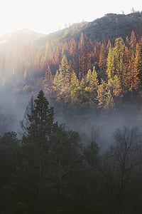aerial view of trees thumbnail