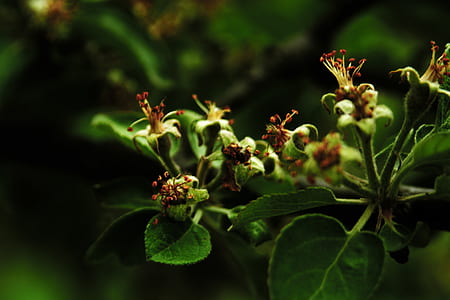 nature, flowers, petals, plant thumbnail