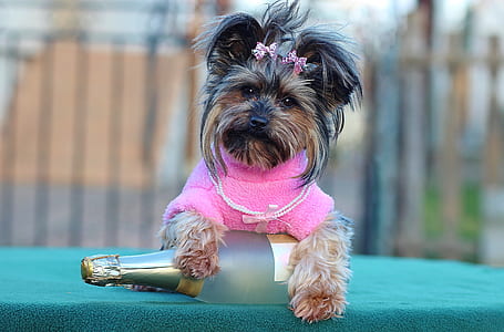 long-coated black and brown puppy holding glass bottle thumbnail