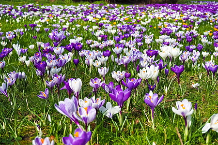 garden of white and purple petaled flowers thumbnail