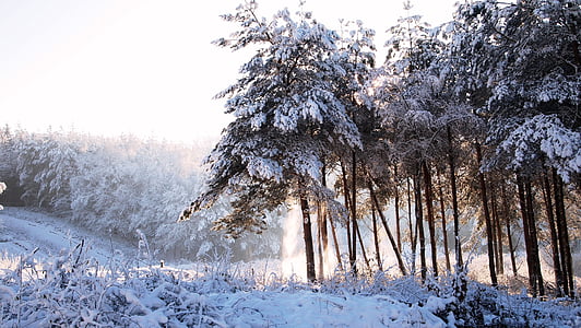 trees filled with snows thumbnail