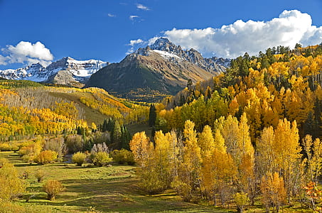 mountain over yellow trees and plants thumbnail