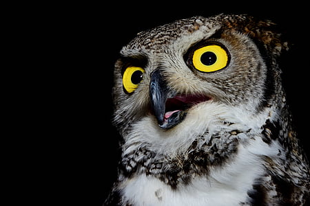 photo of an owl thumbnail