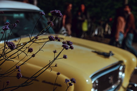 focus photo of purple flower with yellow vehicle background thumbnail
