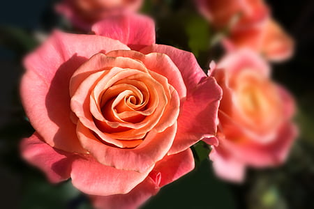 red rose flower in closeup photo thumbnail
