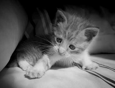 tabby kitten on the grey textile thumbnail