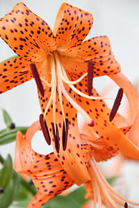 Close-Up Photography of Orange Flower thumbnail