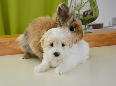 white puppy and brown bunny on white platform thumbnail
