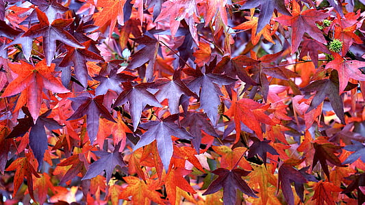 dried maple leaves thumbnail