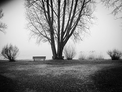 grayscale photography of bare tree thumbnail