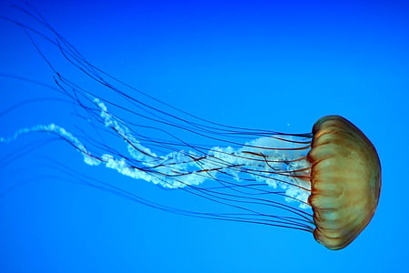 Jellyfish thumbnail