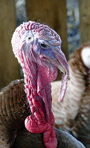 bird, animal, farm, blur thumbnail