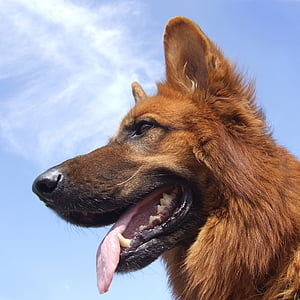 low angle photo of red German shepherd under blue sky thumbnail