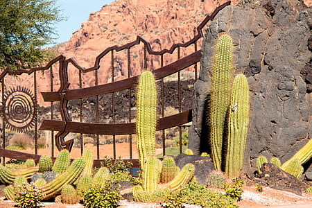 cactus near brown metal gate thumbnail