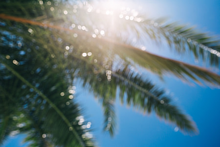 Green palm tree thumbnail