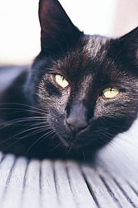 Short-coated Black Cat Photography thumbnail