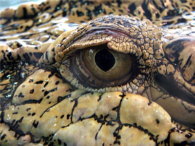 macro photography of reptile thumbnail