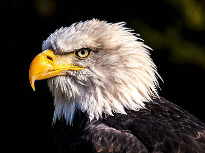 shallow focus of white and black eagle thumbnail