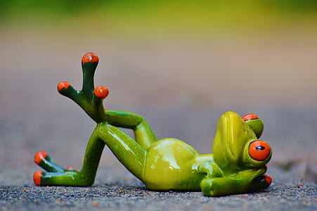 close-up photography of green and orange frog lying on gray pavement thumbnail